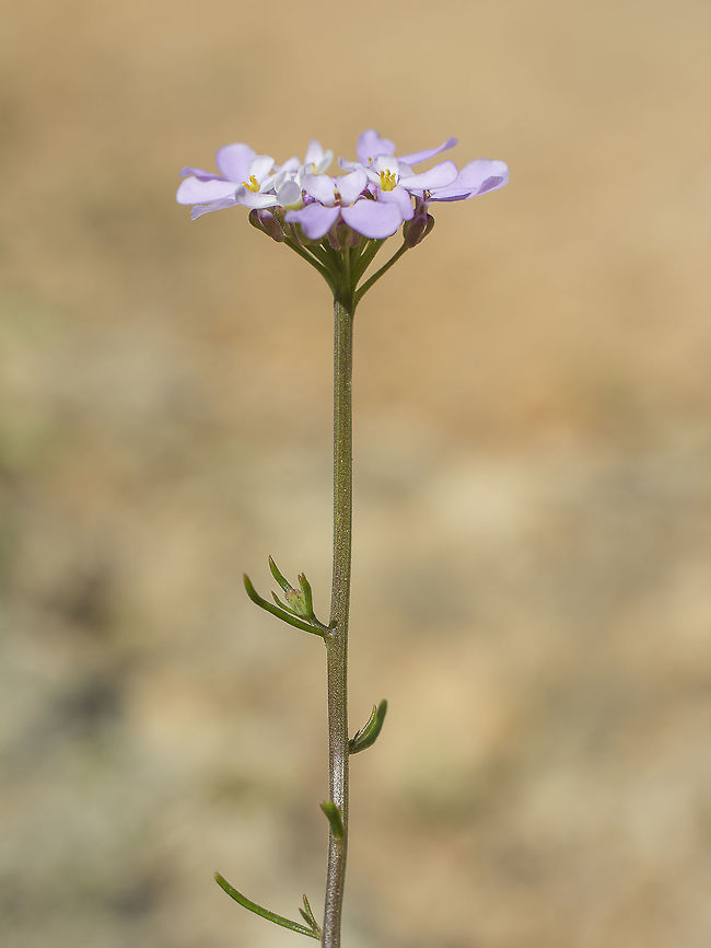 Iberis ciliata Iberis ciliata subsp. contracta Iberis ciliata