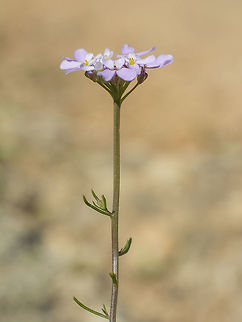 Iberis ciliata Iberis ciliata subsp. contracta Iberis ciliata
