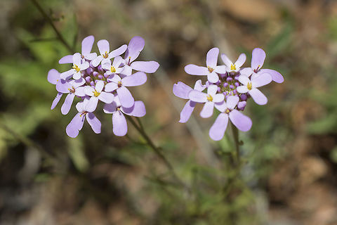 Iberis ciliata