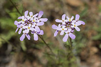 Iberis ciliata  Iberis ciliata