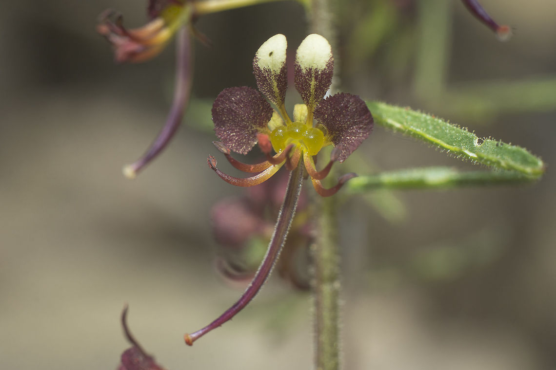 Cleome violacea Cleome violacea<br />
<a href="http://flora-on.pt/#/1cleome+violacea" rel="nofollow">http://flora-on.pt/#/1cleome+violacea</a> Cleome violacea