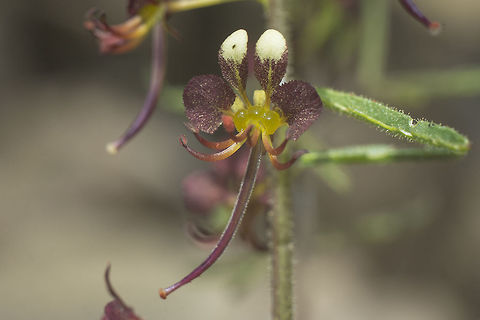 Cleome violacea Cleome violacea
http://flora-on.pt/#/1cleome+violacea Cleome violacea