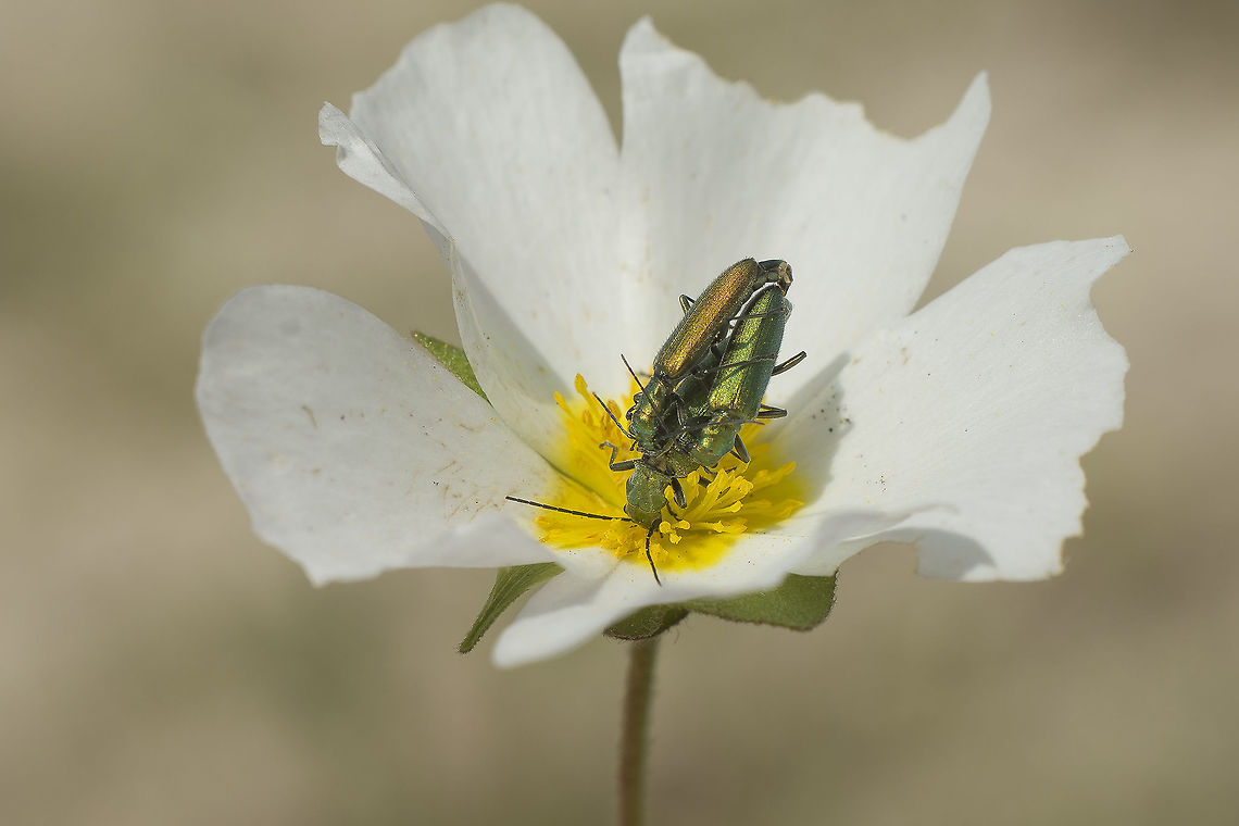 Competition Two males competing for a female<br />
<br />
Oedemeridae<br />
id pending Oedemeridae