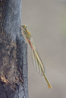 After the fire Ceriagrion tenellum, female teneral on a burned branch from last year's fire.
Ceriagrion tenellum,Small red damselfly