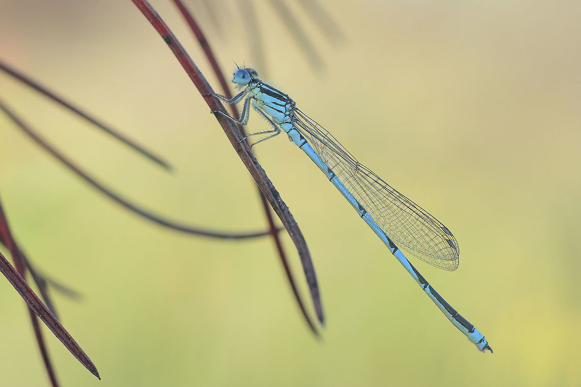 Light Erythromma lindenii, male on the shadow. <br />
All things considered, a beautiful natural light.  Erythromma lindenii,Goblet-marked damselfly