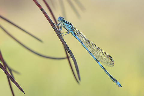 Light Erythromma lindenii, male on the shadow. 
All things considered, a beautiful natural light.  Erythromma lindenii,Goblet-marked damselfly
