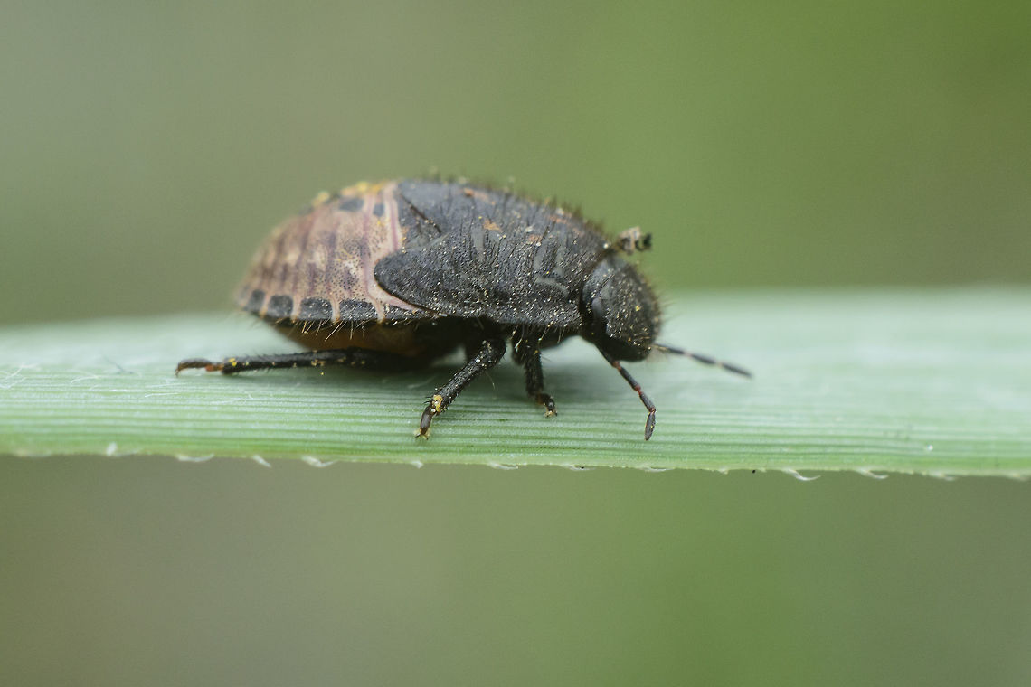 Scutelleridae Scutelleridae nymph.<br />
Odontoscelis cf. fuliginosa<br />
<figure class="photo"><a href="https://www.jungledragon.com/image/59989/scutelleridae.html" title="Scutelleridae"><img src="https://s3.amazonaws.com/media.jungledragon.com/images/2527/59989_thumb.jpg?AWSAccessKeyId=05GMT0V3GWVNE7GGM1R2&Expires=1759968010&Signature=8kxGkDsjeiBG58znP7BIOBen2CA%3D" width="200" height="134" alt="Scutelleridae Scutelleridae nymph.<br />
Odontoscelis cf. fuliginosa<br />
https://www.jungledragon.com/image/59989/cydnidae.html Odontoscelis fuliginosa,Scutelleridae,Springtail,biodiversity,bugs,heteroptera,insecta,insects" /></a></figure> Odontoscelis fuliginosa,Scutelleridae,Springtail,biodiversity,bugs,heteroptera,insecta,insects