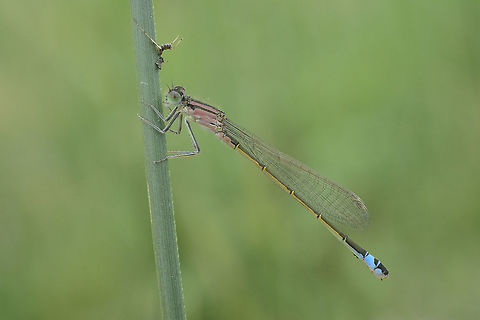 Ischnura graellsii Ischnura graellsii, female teneral Iberian bluetail,Ischnura graellsii