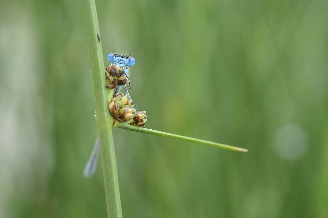 Peek-a-boo Male Enallagma cyathigerum playing hide and seek :) Common blue damselfly,Enallagma cyathigerum,biodiversity,odonata,zygoptera