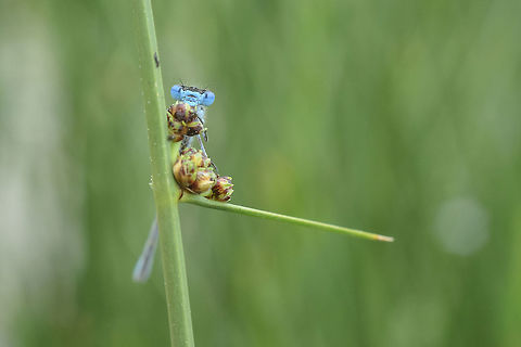 Peek-a-boo Male Enallagma cyathigerum playing hide and seek :) Common blue damselfly,Enallagma cyathigerum,biodiversity,odonata,zygoptera