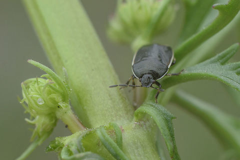 Canthophorus maculipes Dorsal view:
https://www.jungledragon.com/image/60038/canthophorus_maculipes_-_dorsal.html Canthophorus,Canthophorus maculipes,Cydnidae,Pentatomoidea,hemiptera