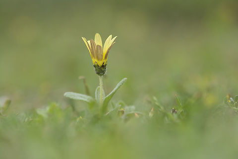 Arctotheca calendula Arctotheca calendula
Leafs on the background are from a sprout on Cistus salviifolius. Arctotheca calendula