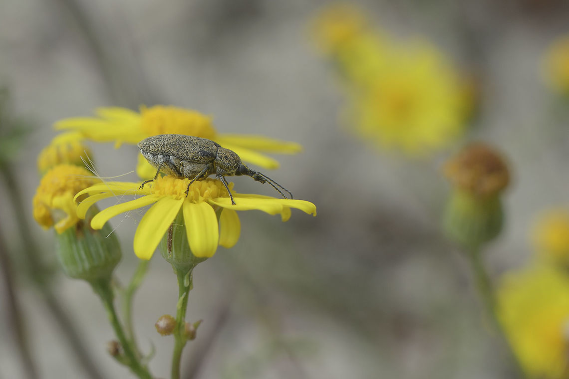 Curculionidae Curculionidae<br />
(Genus ID in progress)<br />
They were by the hundreads, and this is the only-photo of the subject. Curculionidae
