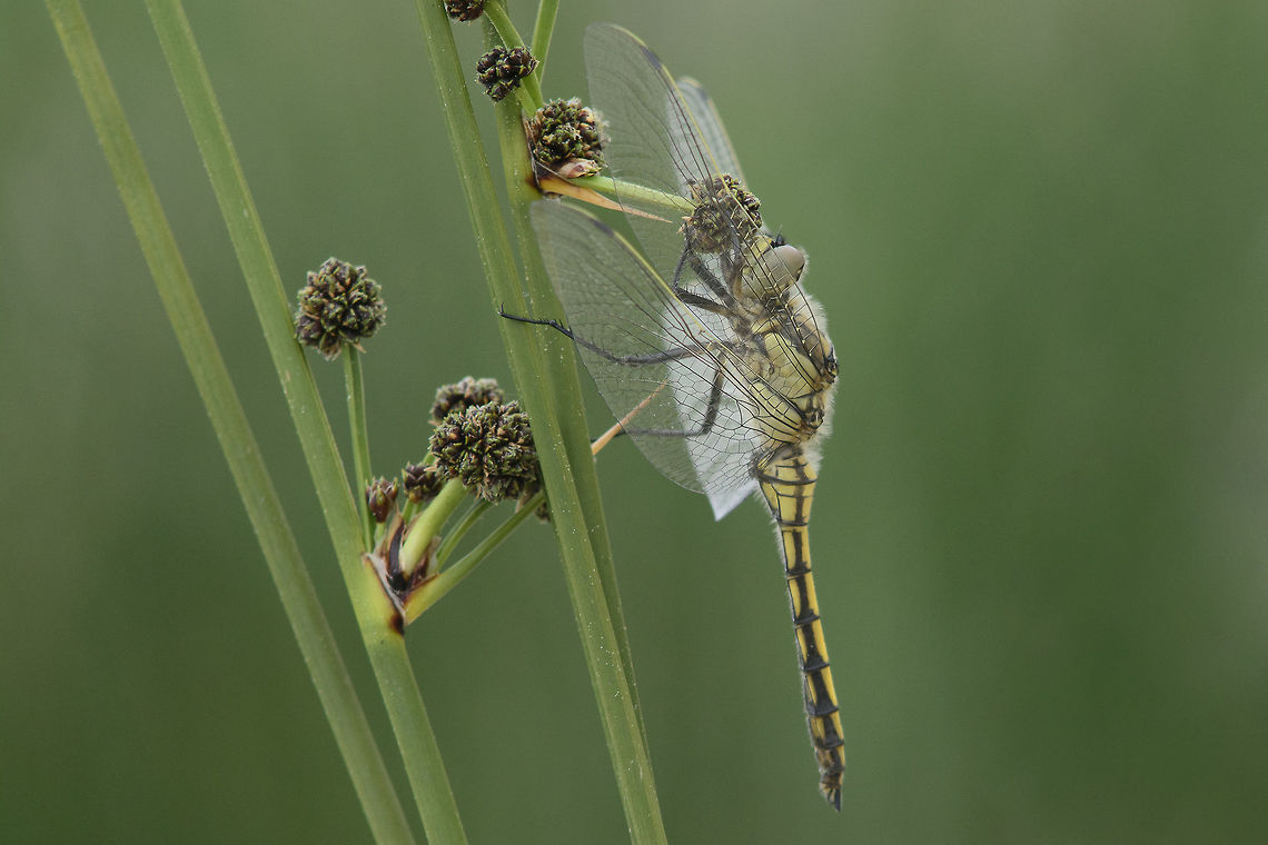 Cold clouded days Orthetrum cancellatum<br />
Fairly cold temperatures are ideal to spot immature dragonflies taking the first flights. Black-tailed skimmer,Orthetrum cancellatum,biodiversity,macro