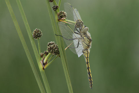 Cold clouded days Orthetrum cancellatum
Fairly cold temperatures are ideal to spot immature dragonflies taking the first flights. Black-tailed skimmer,Orthetrum cancellatum,biodiversity,macro