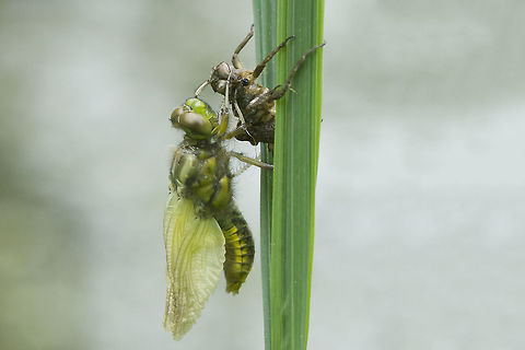 Rebirth Libellula depressa, metamorphosis Broad-bodied chaser,Exuviae,Libellula depressa,anisoptera,biodiversity,dragonfly,insecta,insects,libellulidae,metamorphosis,nymph,odonata,spring