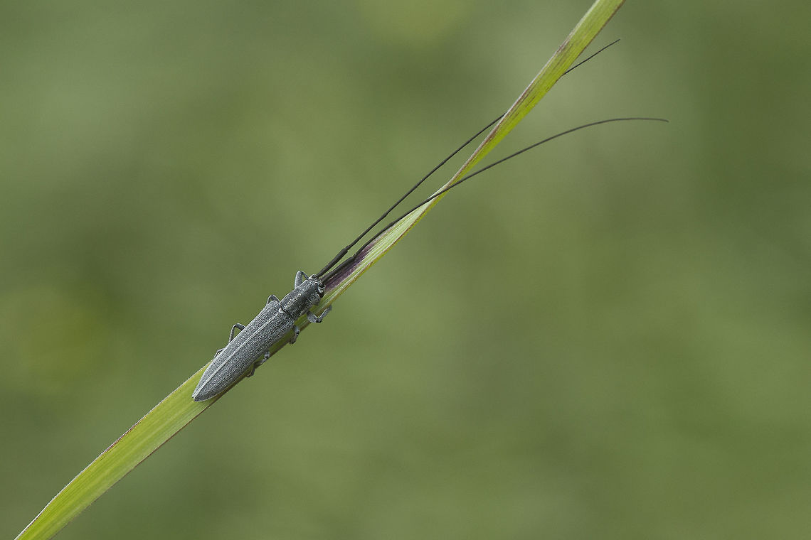 Calamobius filum Calamobius filum Calamobius filum,biodiversity,cerambycidae,coleoptera,insecta,insects,spring