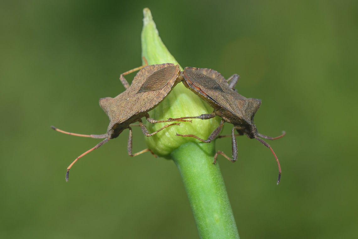 Biodiversity day Coreus marginatus, copula.<br />
<br />
to celebrate this day<br />
May 22nd Coreus marginatus,Dock bug,arthopoda,biodiversity,biodiversity day,bugs,bugs hemiptera,coreus marginatus,heteroptera,insecta,insects