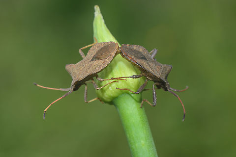 Biodiversity day Coreus marginatus, copula.

to celebrate this day
May 22nd Coreus marginatus,Dock bug,arthopoda,biodiversity,biodiversity day,bugs,bugs hemiptera,coreus marginatus,heteroptera,insecta,insects