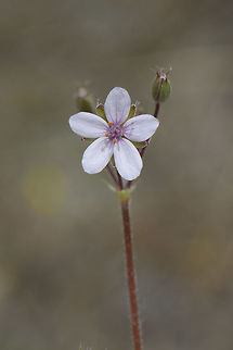 Erodium cicutarium Erodium cicutarium Common stork's-bill,Erodium cicutarium