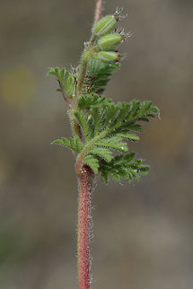 Erodium cicutarium Erodium cicutarium
 Common stork's-bill,Erodium cicutarium