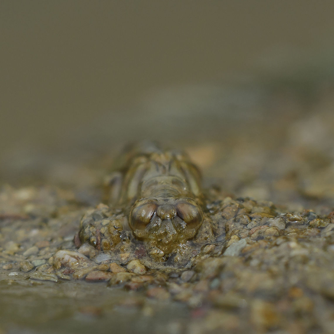 Paragomphus genei Paragomphus genei, nymph.<br />
Frontal view<br />
<br />
Lateral view here:<br />
<figure class="photo"><a href="https://www.jungledragon.com/image/60444/paragomphus_genei.html" title="Paragomphus genei"><img src="https://s3.amazonaws.com/media.jungledragon.com/images/2527/60444_thumb.jpg?AWSAccessKeyId=05GMT0V3GWVNE7GGM1R2&Expires=1767225610&Signature=sZlR%2BhDSEUVCAMnUl%2BGAg%2FpdjBs%3D" width="200" height="134" alt="Paragomphus genei Paragomphus genei, nymph.<br />
Lateral view<br />
 Paragomphus genei,anisoptera,biodiversity,dragonfly,gomphidae,insecta,insects,odonata" /></a></figure> Paragomphus genei