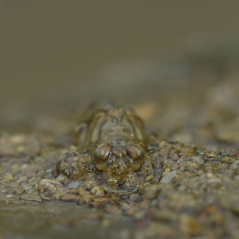 Paragomphus genei Paragomphus genei, nymph.
Frontal view

Lateral view here:
https://www.jungledragon.com/image/60444/paragomphus_genei.html Paragomphus genei
