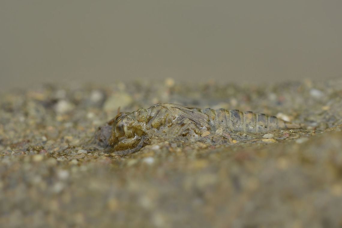 Paragomphus genei Paragomphus genei, nymph.<br />
Lateral view<br />
 Paragomphus genei,anisoptera,biodiversity,dragonfly,gomphidae,insecta,insects,odonata