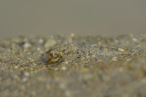 Paragomphus genei Paragomphus genei, nymph.
Lateral view
 Paragomphus genei,anisoptera,biodiversity,dragonfly,gomphidae,insecta,insects,odonata