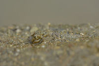 Paragomphus genei Paragomphus genei, nymph.<br />
Lateral view<br />
Paragomphus genei,anisoptera,biodiversity,dragonfly,gomphidae,insecta,insects,odonata