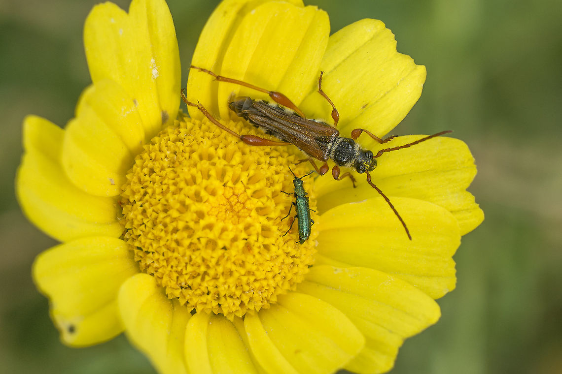 Stenopterus mauritanicus Stenopterus mauritanicus, on top. Stenopterus mauritanicus,biodiversity,cerambycidae,coleoptera,insecta,insects,spring