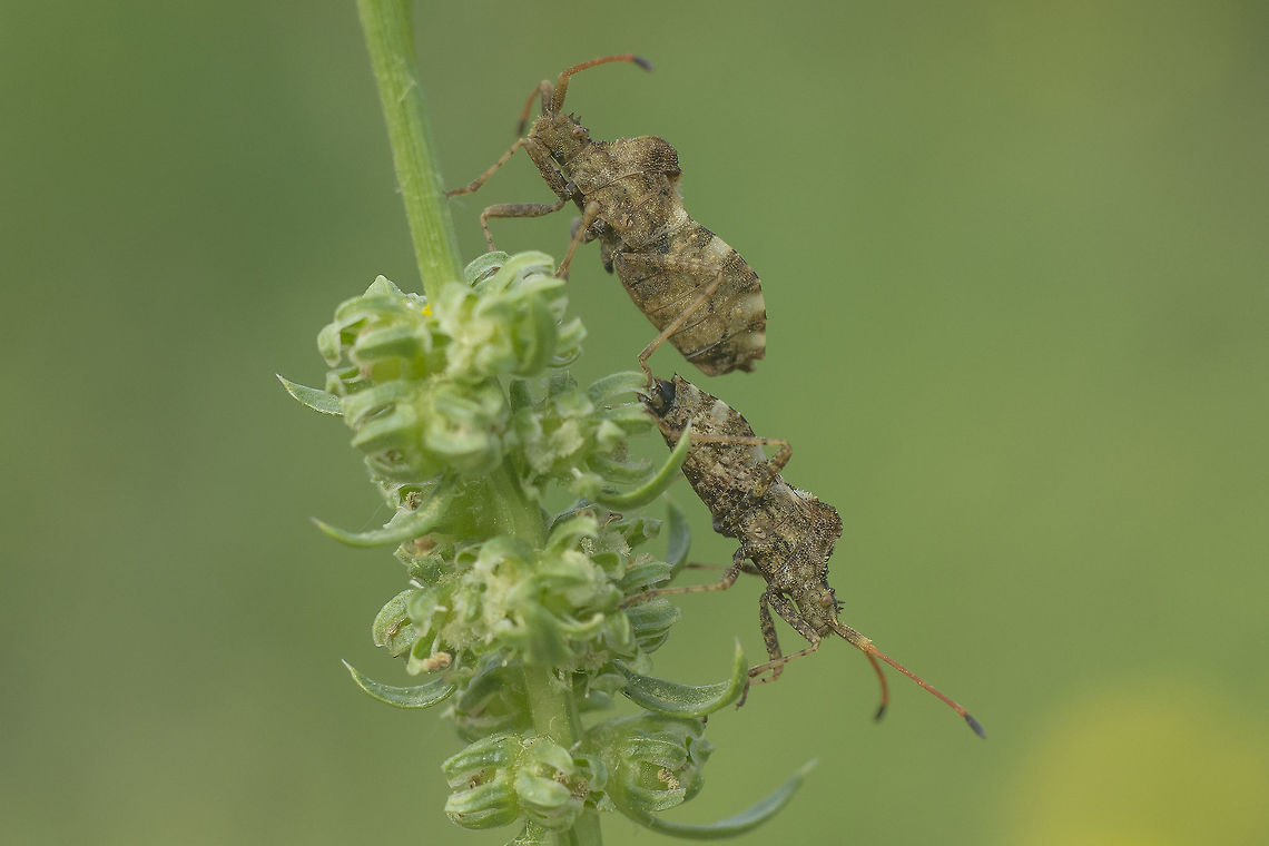 Centrocoris variegatus Centrocoris variegatus, pos-copula, ventral view. <br />
oops... sorry for interrupting :)<br />
<br />
EXIF: Nikon Nikkor 50mm 1.8 | 12mm extension Centrocoris variegatus,biodiversity,coreidae,hemiptera,heteroptera,insecta,insects,spring