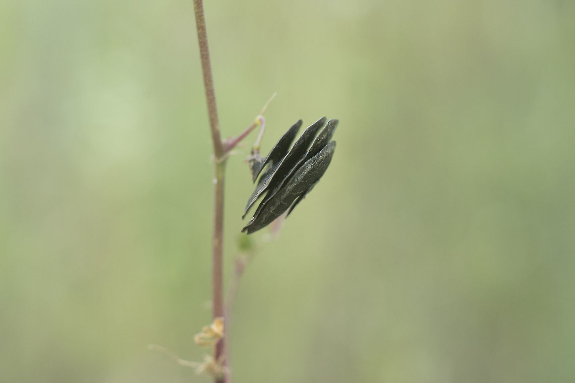 Medicago orbicularis Medicago orbicularis Button medick,Medicago orbicularis