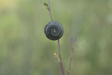 Medicago orbicularis Medicago orbicularis Button medick,Medicago orbicularis