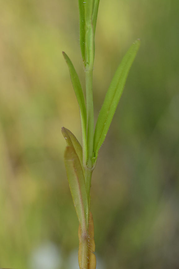 Misopates calycinum Misopates calycinum<br />
<a href="http://flora-on.pt/#/1Misopates+calycinum" rel="nofollow">http://flora-on.pt/#/1Misopates+calycinum</a> Misopates calycinum