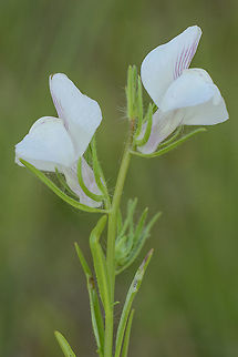 Misopates calycinum Misopates calycinum (Lam.) Rothm.
http://flora-on.pt/#/1Misopates+calycinum Misopates calycinum
