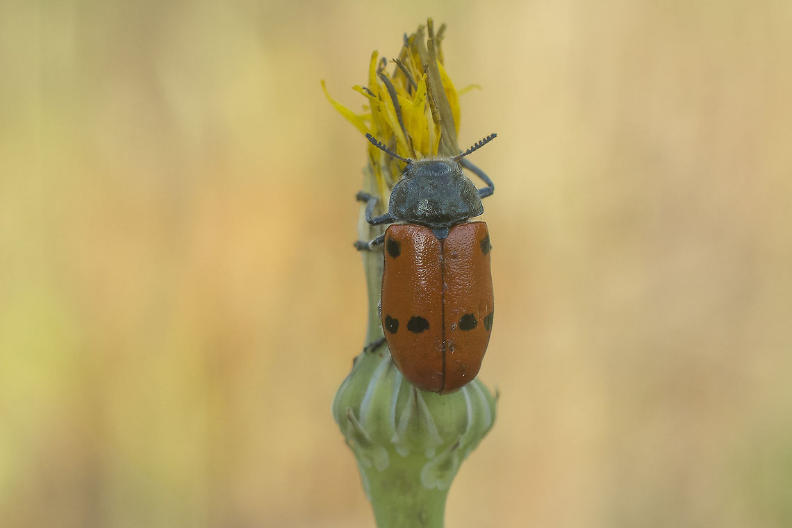 Lachnaia paradoxa Lachnaia paradoxa<br />
Discussion here:<br />
<figure class="photo"><a href="https://www.jungledragon.com/image/60487/lachnaia_paradoxa.html" title="Lachnaia paradoxa"><img src="https://s3.amazonaws.com/media.jungledragon.com/images/2527/60487_thumb.jpg?AWSAccessKeyId=05GMT0V3GWVNE7GGM1R2&Expires=1769040010&Signature=hhulTDpvrhwTtKR9w2JucmE43Hg%3D" width="200" height="134" alt="Lachnaia paradoxa Lachnaia paradoxa. Lateral view<br />
<br />
http://www.coleo-net.de/coleo/texte/lachnaia.htm<br />
https://www.insecte.org/photos/archives/CLYTRINAE.pdf<br />
http://digital.csic.es/bitstream/10261/43669/3/contribution_knowledge_iberian_fauna_Gomez.pdf<br />
http://webspersoais.usc.es/export9/sites/persoais/persoais/andres.baselga/pdfs/Baselga-Ruiz-Garcia2007.pdf<br />
http://naturdata.com/taxa/Animalia/Arthropoda/Insecta/Coleoptera/Chrysomelidae/Lachnaia<br />
<br />
Top view:<br />
https://www.jungledragon.com/image/60486/lachnaia_tristigma.html<br />
Dorsal front view:<br />
https://www.jungledragon.com/image/60488/lachnaia_tristigma.html<br />
 Chrysomelidae,Clytrinae,Lachnaia paradoxa,biodiversity,coleoptera,insecta,insects,spring" /></a></figure><br />
 Chrysomelidae,Clytrinae,Lachnaia paradoxa,biodiversity,coleoptera,insecta,insects,spring