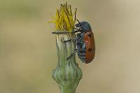 Lachnaia paradoxa Lachnaia paradoxa. Lateral view<br />
<br />
http://www.coleo-net.de/coleo/texte/lachnaia.htm<br />
https://www.insecte.org/photos/archives/CLYTRINAE.pdf<br />
http://digital.csic.es/bitstream/10261/43669/3/contribution_knowledge_iberian_fauna_Gomez.pdf<br />
http://webspersoais.usc.es/export9/sites/persoais/persoais/andres.baselga/pdfs/Baselga-Ruiz-Garcia2007.pdf<br />
http://naturdata.com/taxa/Animalia/Arthropoda/Insecta/Coleoptera/Chrysomelidae/Lachnaia<br />
<br />
Top view:<br />
https://www.jungledragon.com/image/60486/lachnaia_tristigma.html<br />
Dorsal front view:<br />
https://www.jungledragon.com/image/60488/lachnaia_tristigma.html<br />
 Chrysomelidae,Clytrinae,Lachnaia paradoxa,biodiversity,coleoptera,insecta,insects,spring