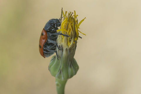 Lachnaia paradoxa Lachnaia paradoxa
Discussion here:
https://www.jungledragon.com/image/60487/lachnaia_paradoxa.html
 Chrysomelidae,Clytrinae,biodiversity,coleoptera,insecta,insects,spring