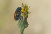 Lachnaia paradoxa Lachnaia paradoxa<br />
Discussion here:<br />
https://www.jungledragon.com/image/60487/lachnaia_paradoxa.html<br />
 Chrysomelidae,Clytrinae,biodiversity,coleoptera,insecta,insects,spring