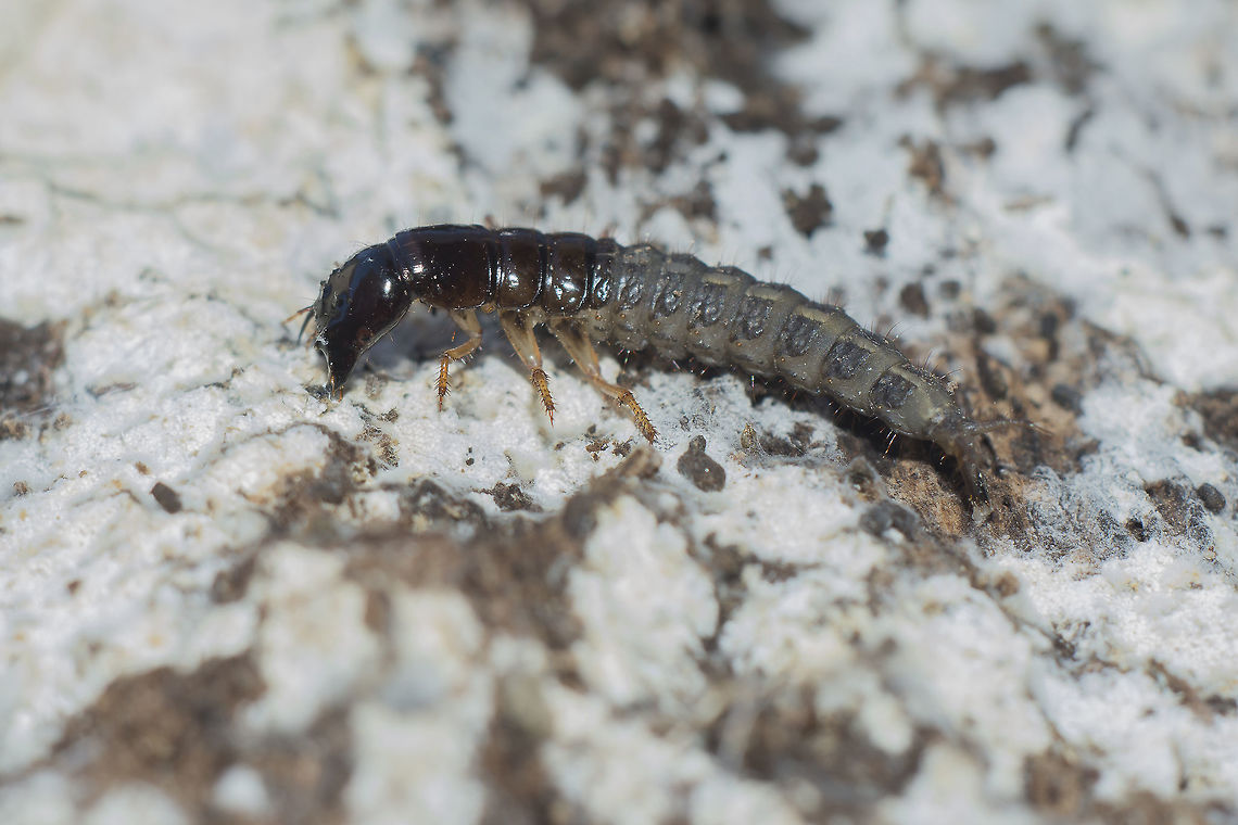 Ocypus olens Ocypus olens<br />
Larva<br />
<br />
Discussion Here:<br />
<figure class="photo"><a href="https://www.jungledragon.com/image/60491/ocypus_olens.html" title="Ocypus olens"><img src="https://s3.amazonaws.com/media.jungledragon.com/images/2527/60491_thumb.jpg?AWSAccessKeyId=05GMT0V3GWVNE7GGM1R2&Expires=1767225610&Signature=6UP3IOUAAquhTPgFSt0yCx8K3LI%3D" width="200" height="134" alt="Ocypus olens pupa: <br />
https://www.jungledragon.com/image/60490/ocypus_sp.html<br />
larva: <br />
https://www.jungledragon.com/image/60489/ocypus_sp.html Devils coach-horse beetle,Ocypus olens,Staphylinidae,biodiversity,coleoptera,insecta,insects" /></a></figure> Devils coach-horse beetle,Ocypus olens,Staphylinidae,biodiversity,coleoptera,insecta,insects