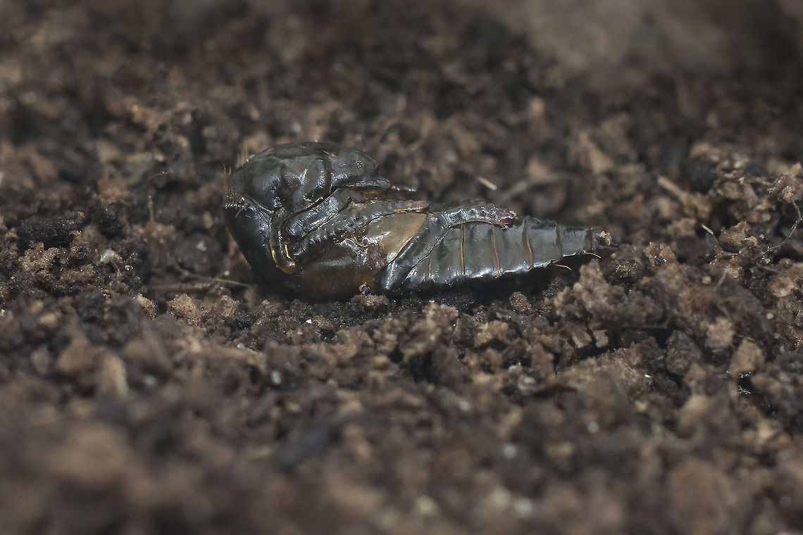 Ocypus olens Ocypus olens<br />
Pupa<br />
Discussion here:<br />
<figure class="photo"><a href="https://www.jungledragon.com/image/60491/ocypus_olens.html" title="Ocypus olens"><img src="https://s3.amazonaws.com/media.jungledragon.com/images/2527/60491_thumb.jpg?AWSAccessKeyId=05GMT0V3GWVNE7GGM1R2&Expires=1767225610&Signature=6UP3IOUAAquhTPgFSt0yCx8K3LI%3D" width="200" height="134" alt="Ocypus olens pupa: <br />
https://www.jungledragon.com/image/60490/ocypus_sp.html<br />
larva: <br />
https://www.jungledragon.com/image/60489/ocypus_sp.html Devils coach-horse beetle,Ocypus olens,Staphylinidae,biodiversity,coleoptera,insecta,insects" /></a></figure> Devils coach-horse beetle,Ocypus olens,Staphylinidae,biodiversity,coleoptera,insecta,insects