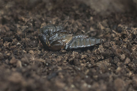 Ocypus olens Ocypus olens
Pupa
Discussion here:
https://www.jungledragon.com/image/60491/ocypus_sp.html Devils coach-horse beetle,Ocypus olens,Staphylinidae,biodiversity,coleoptera,insecta,insects