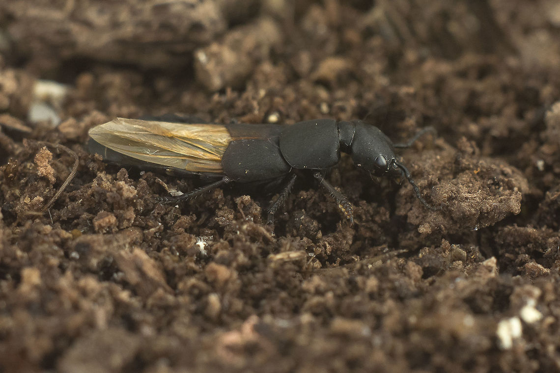 Ocypus olens pupa: <br />
<figure class="photo"><a href="https://www.jungledragon.com/image/60490/ocypus_olens.html" title="Ocypus olens"><img src="https://s3.amazonaws.com/media.jungledragon.com/images/2527/60490_thumb.jpg?AWSAccessKeyId=05GMT0V3GWVNE7GGM1R2&Expires=1759968010&Signature=y1PESY5pxNe8iexFzul3SyZ9fzg%3D" width="200" height="134" alt="Ocypus olens Ocypus olens<br />
Pupa<br />
Discussion here:<br />
https://www.jungledragon.com/image/60491/ocypus_sp.html Devils coach-horse beetle,Ocypus olens,Staphylinidae,biodiversity,coleoptera,insecta,insects" /></a></figure><br />
larva: <br />
<figure class="photo"><a href="https://www.jungledragon.com/image/60489/ocypus_olens.html" title="Ocypus olens"><img src="https://s3.amazonaws.com/media.jungledragon.com/images/2527/60489_thumb.jpg?AWSAccessKeyId=05GMT0V3GWVNE7GGM1R2&Expires=1759968010&Signature=vfoVyo%2B7A9O5QDrPuLAlPsKJsiI%3D" width="200" height="134" alt="Ocypus olens Ocypus olens<br />
Larva<br />
<br />
Discussion Here:<br />
https://www.jungledragon.com/image/60491/ocypus_sp.html Devils coach-horse beetle,Ocypus olens,Staphylinidae,biodiversity,coleoptera,insecta,insects" /></a></figure> Devils coach-horse beetle,Ocypus olens,Staphylinidae,biodiversity,coleoptera,insecta,insects