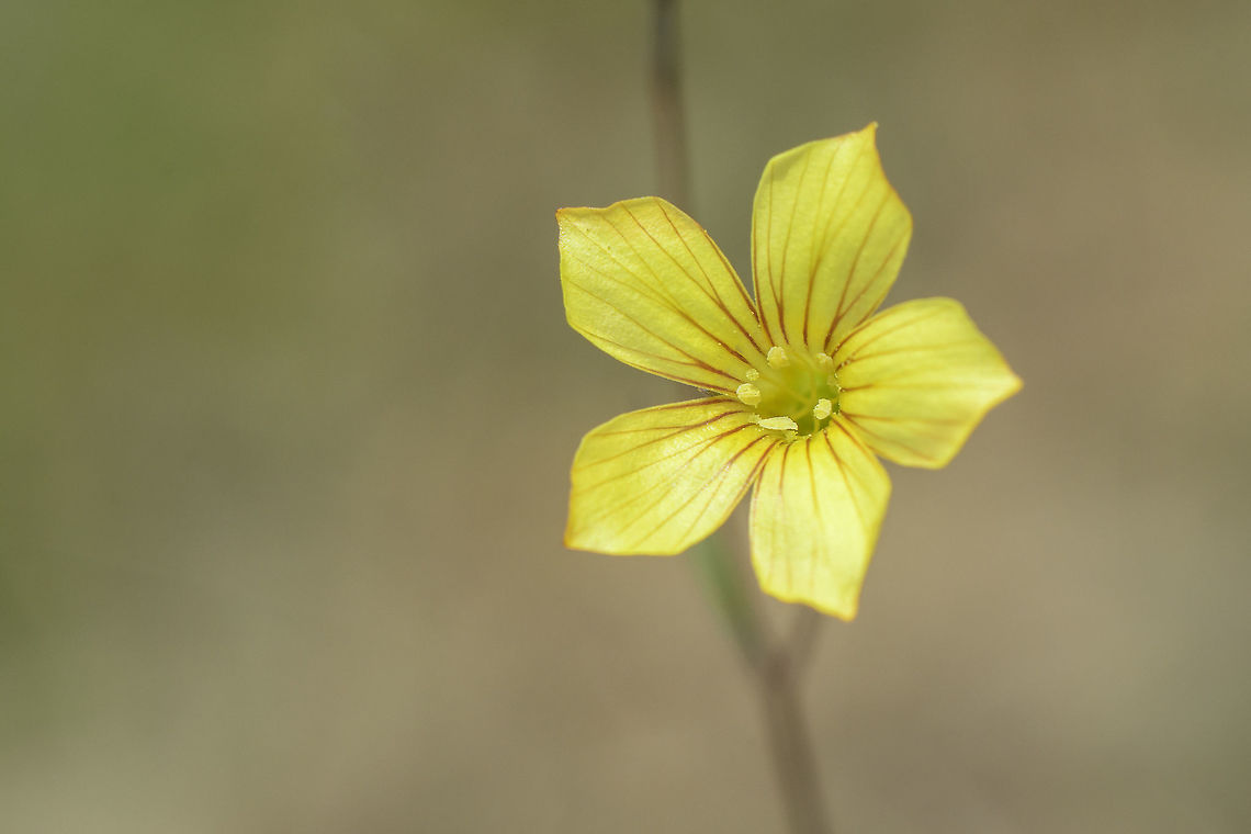 Linum setaceum Linum setaceum Linum setaceum