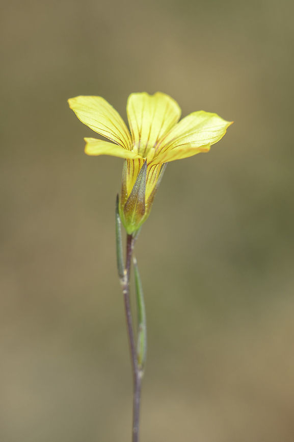 Linum setaceum  Linum setaceum