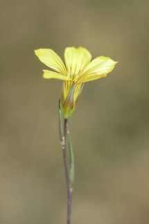 Linum setaceum  Linum setaceum