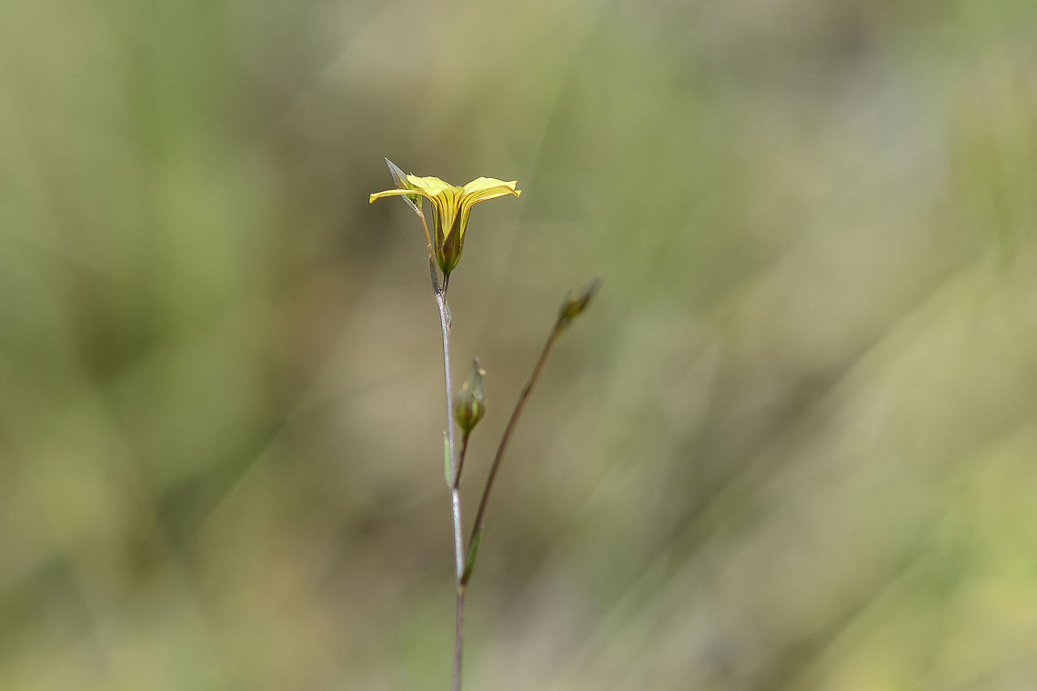 Linum setaceum Linum setaceum Linum setaceum