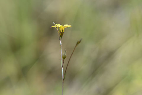 Linum setaceum Linum setaceum Linum setaceum