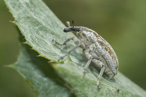 Curculionidae Curculionidae, on Cynara tournefortii Curculionidae
